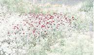 The Dry Garden 