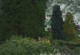 Trees, Beth Chatto Garden