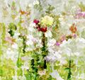 Woodland Flowers