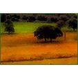 Field Nidderdale