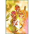 FlowerHeads