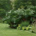 Beth Chatto Garden