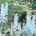 Delphiniums