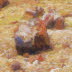 Petrified Forest 4