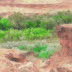 Trees by the San Juan River
