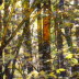 Woods, French Creek